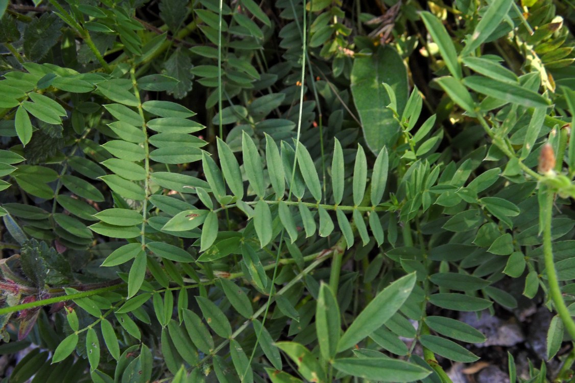 Image of Onobrychis petraea specimen.