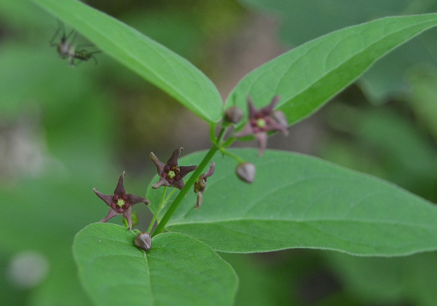 Изображение особи Vincetoxicum scandens.