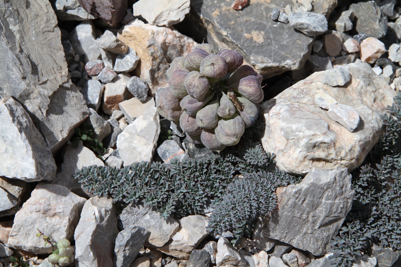 Изображение особи Cysticorydalis fedtschenkoana.