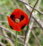 Papaver stevenianum