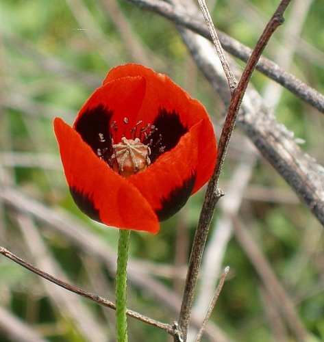 Image of Papaver stevenianum specimen.