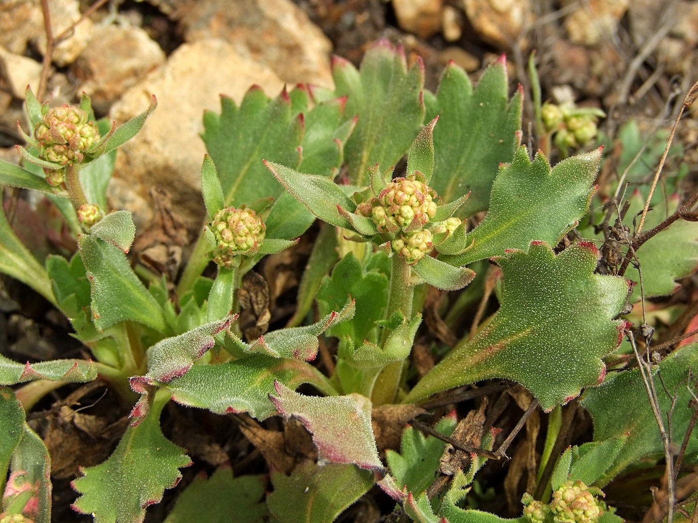 Изображение особи Micranthes punctata.