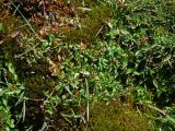 Epilobium anagallidifolium