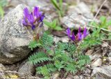 Astragalus humifusus. Цветущее растение на россыпи камней. Грузия, край Рача-Лечхуми и Нижняя Сванетия, Амбролаурский муниципалитет, окр. с. Зеда-Гвардиа, дол. р. Шарола, выс. 600 м н.у.м., обочина грунтовой дороги. 07.05.2017.