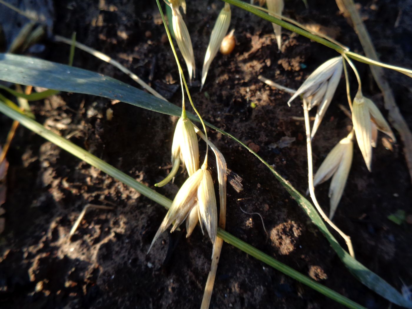 Image of Avena sativa specimen.