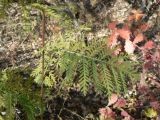 Artemisia maximovicziana