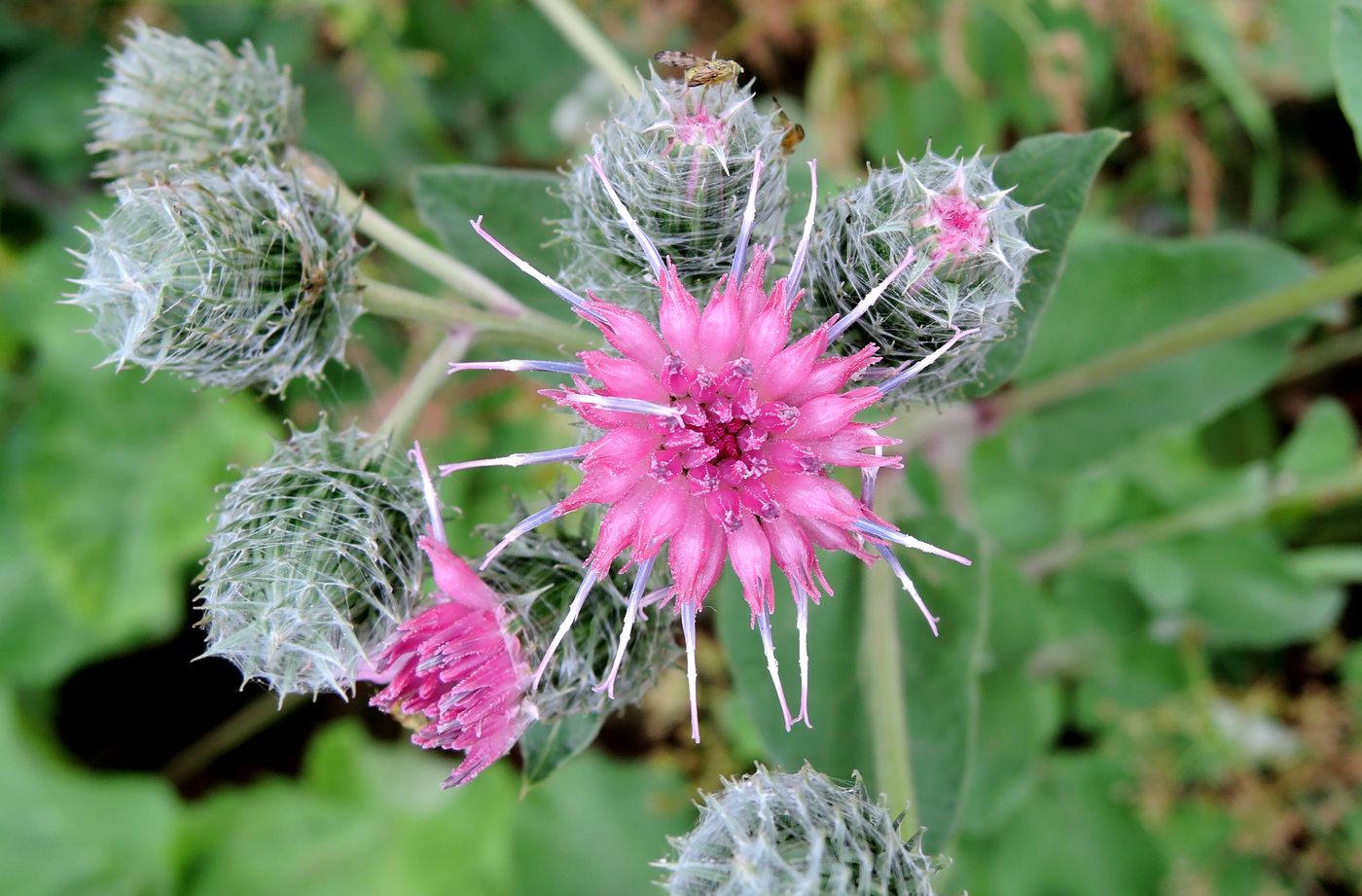 Изображение особи Arctium tomentosum.