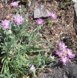 Psephellus sibiricus. Цветущее растение. Башкирия, окр. Белорецка, южный склон горы Мраткиной, опушка соснового леса. Последняя декада мая.