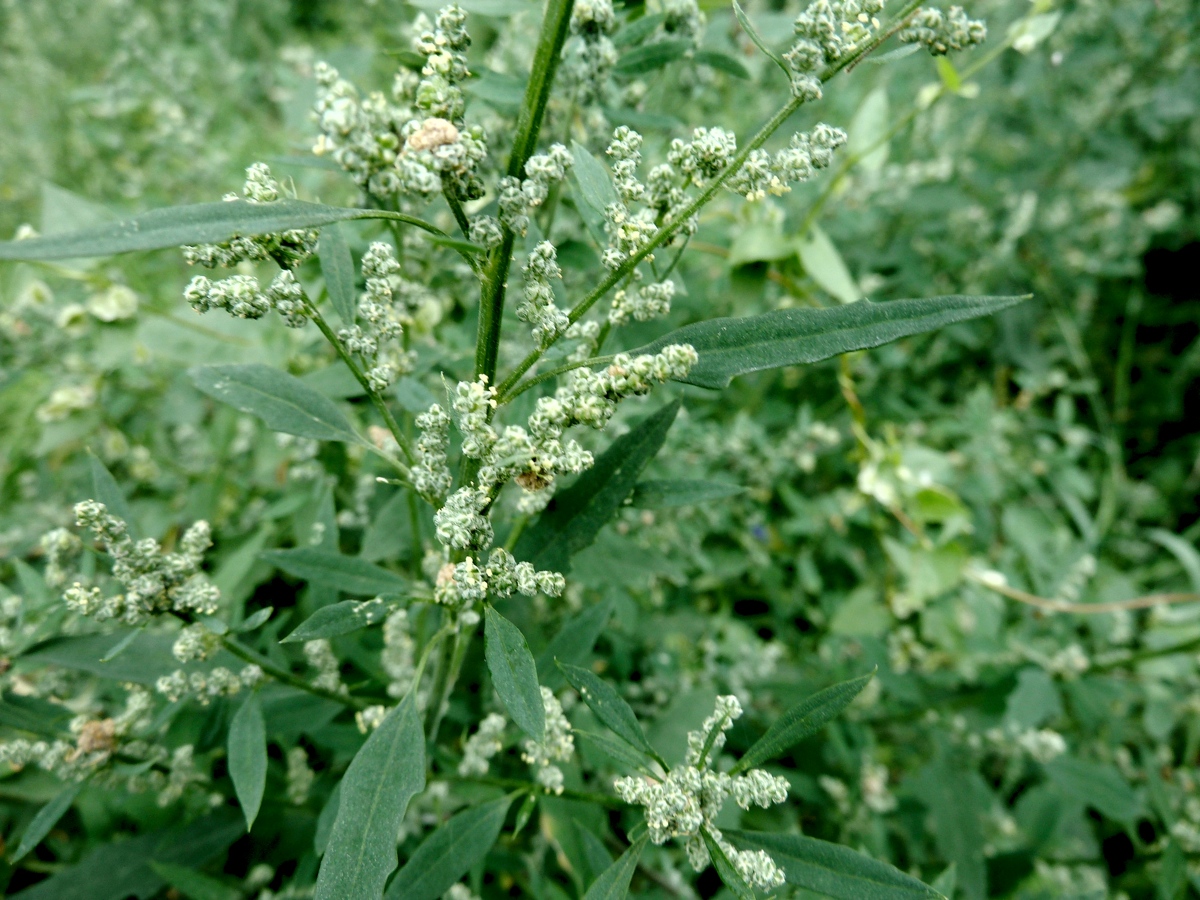 Изображение особи род Chenopodium.