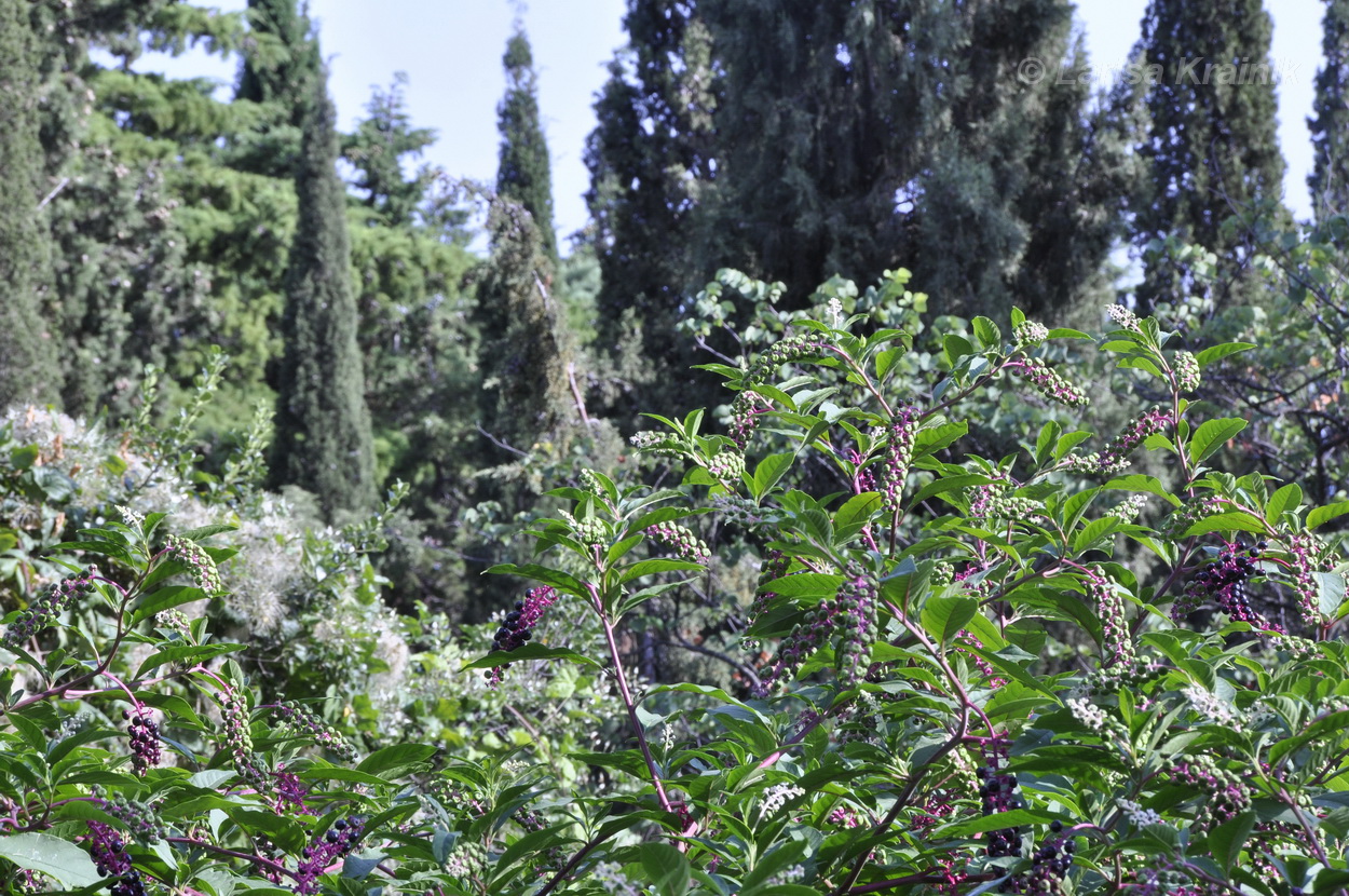 Image of Phytolacca americana specimen.