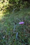 Centaurea jacea ssp. substituta