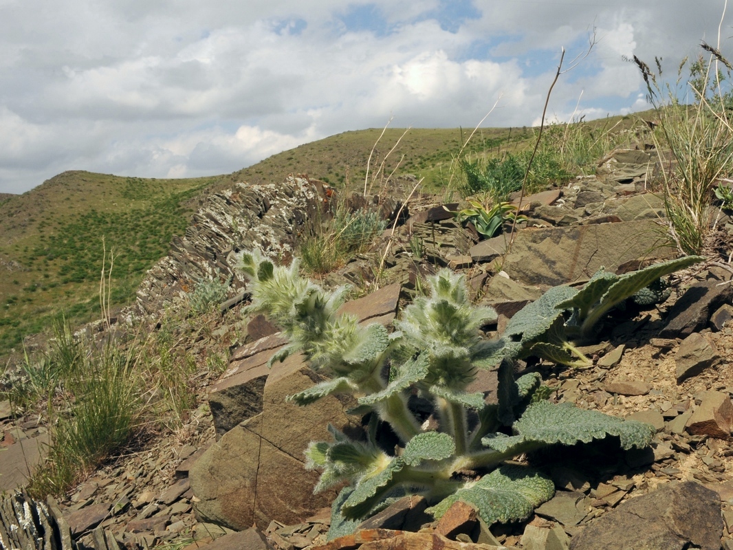 Image of Paraeremostachys karatavica specimen.