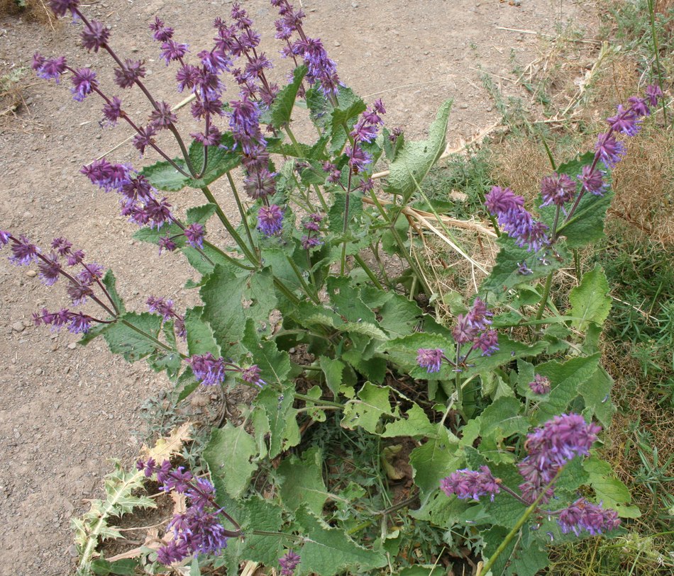 Image of Salvia verticillata specimen.