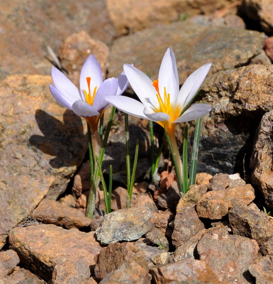 Image of Crocus cyprius specimen.