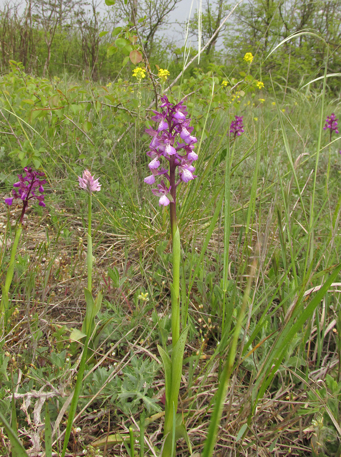 Image of Anacamptis morio ssp. caucasica specimen.