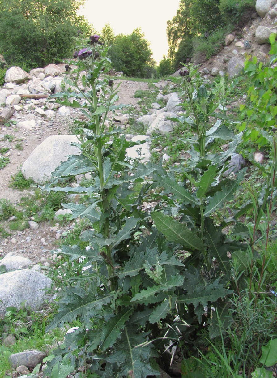 Image of genus Cirsium specimen.