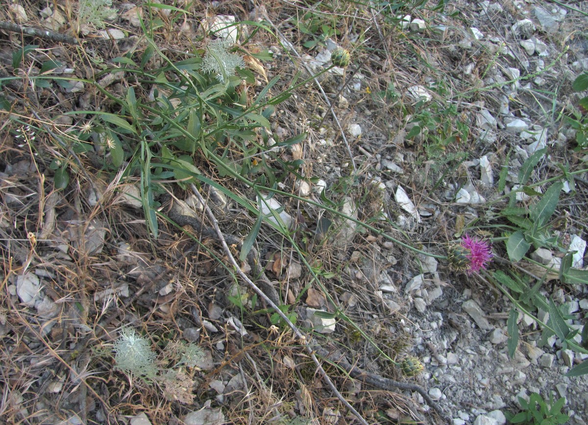 Изображение особи Centaurea carduiformis.