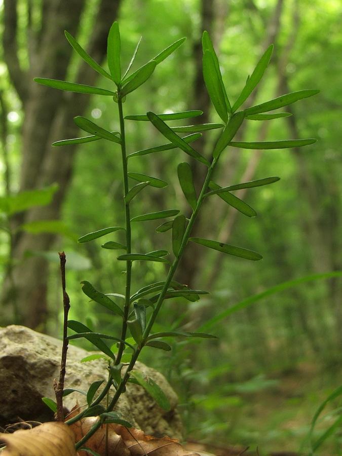 Image of Euonymus nanus specimen.