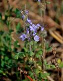 Phacelia tanacetifolia. Верхушка побега с соцветием. Московская обл., гор. округ Озёры, окр. с. Клишино, окраина скошенного поля. 15.09.2019.