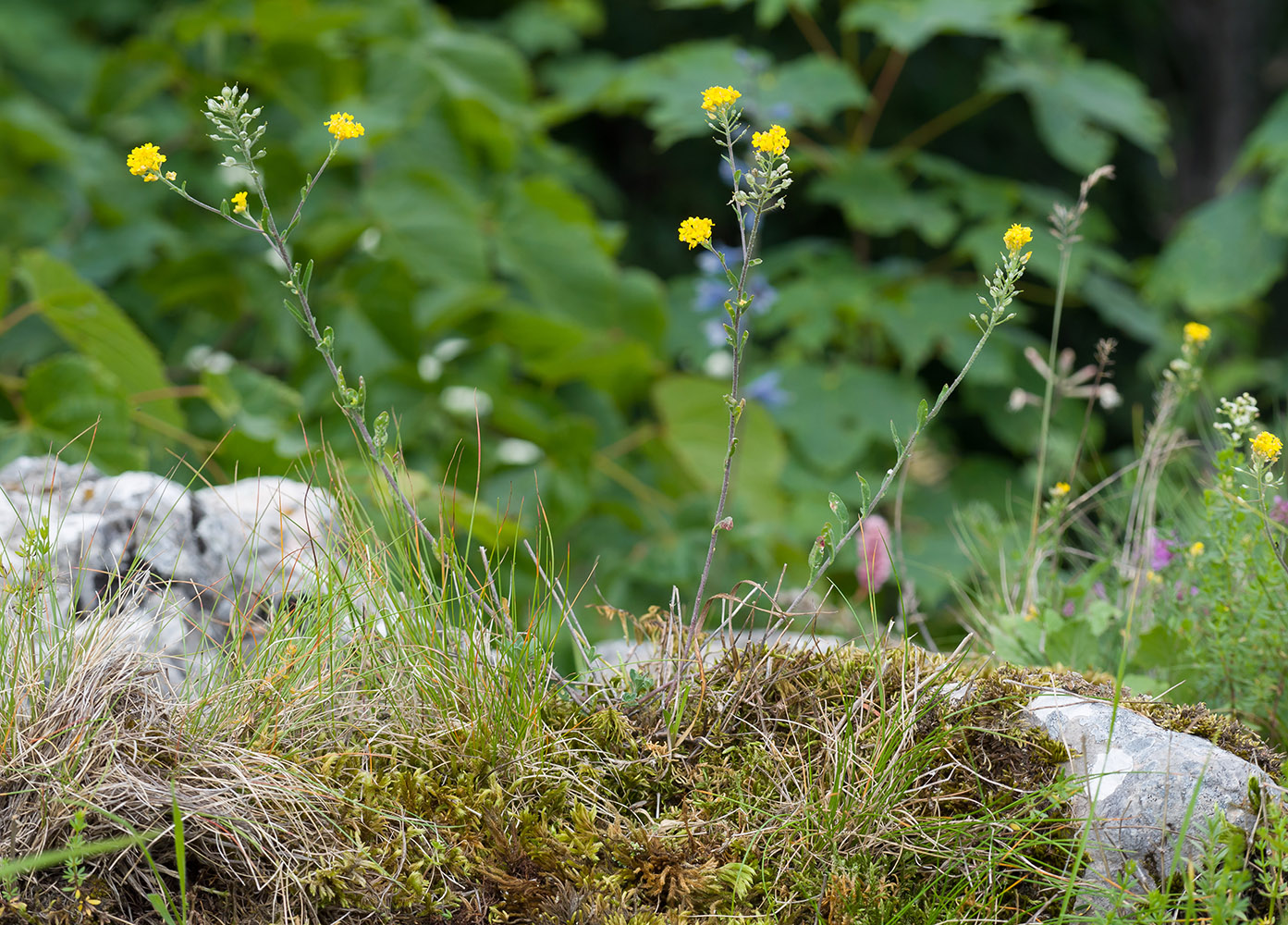 Image of genus Alyssum specimen.