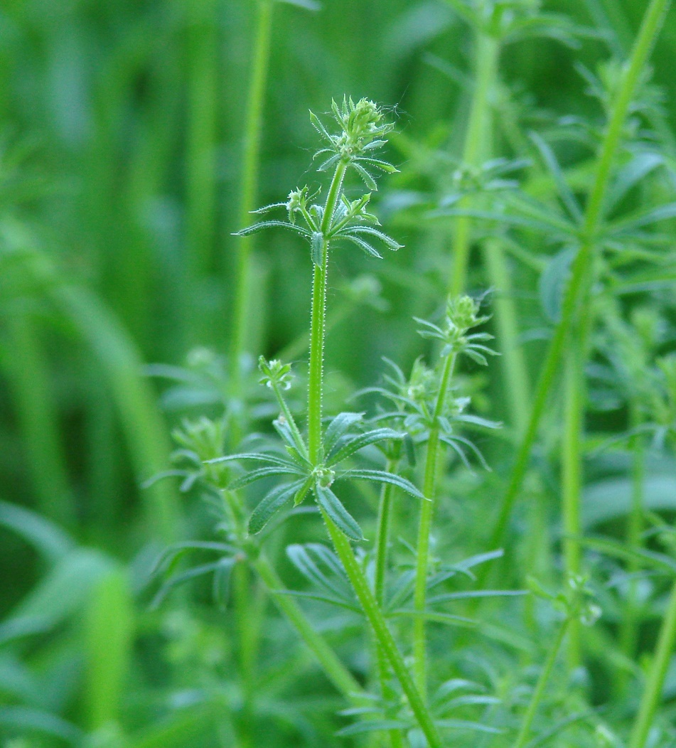 Image of Galium vaillantii specimen.