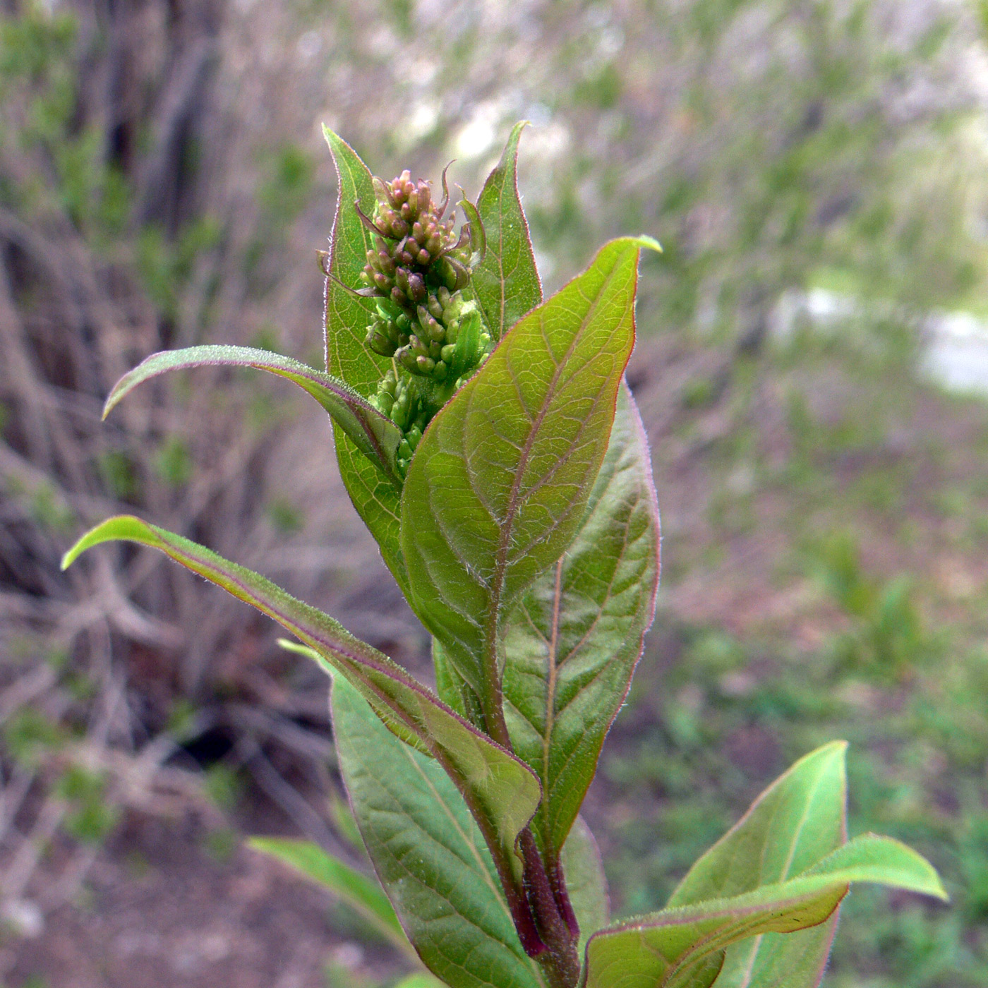 Изображение особи Syringa josikaea.