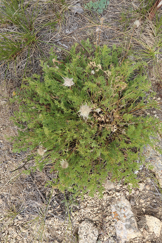 Image of Pulsatilla tenuiloba specimen.