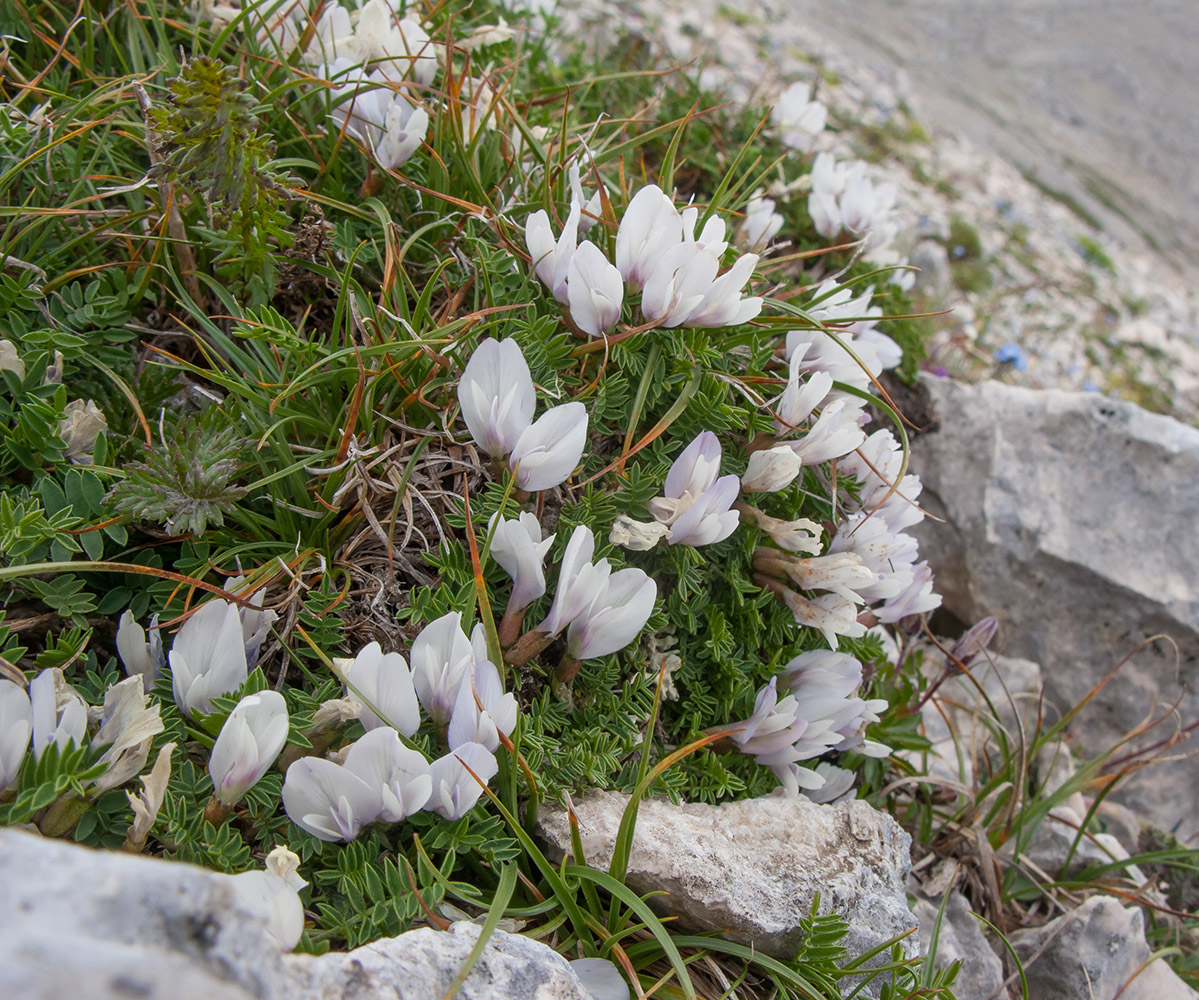 Изображение особи Astragalus levieri.