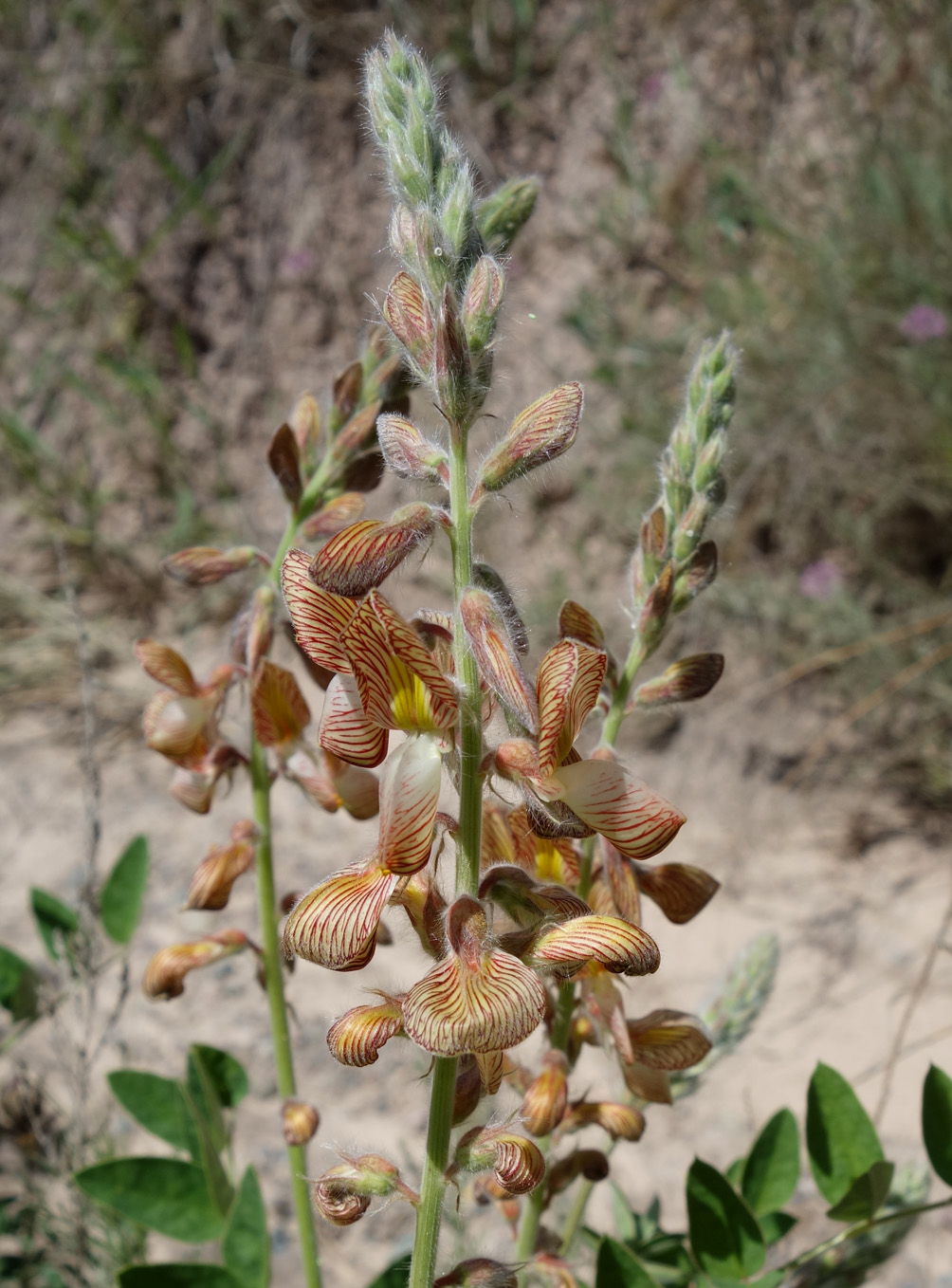 Image of Onobrychis chorassanica specimen.