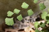 Adiantum capillus-veneris. Часть вайи. Испания, автономное сообщество Каталония, провинция Жирона, комарка Ла-Гарроча, муниципалитет Салес-де-Льерка, среди валунов в русле реки. 29.09.2019.