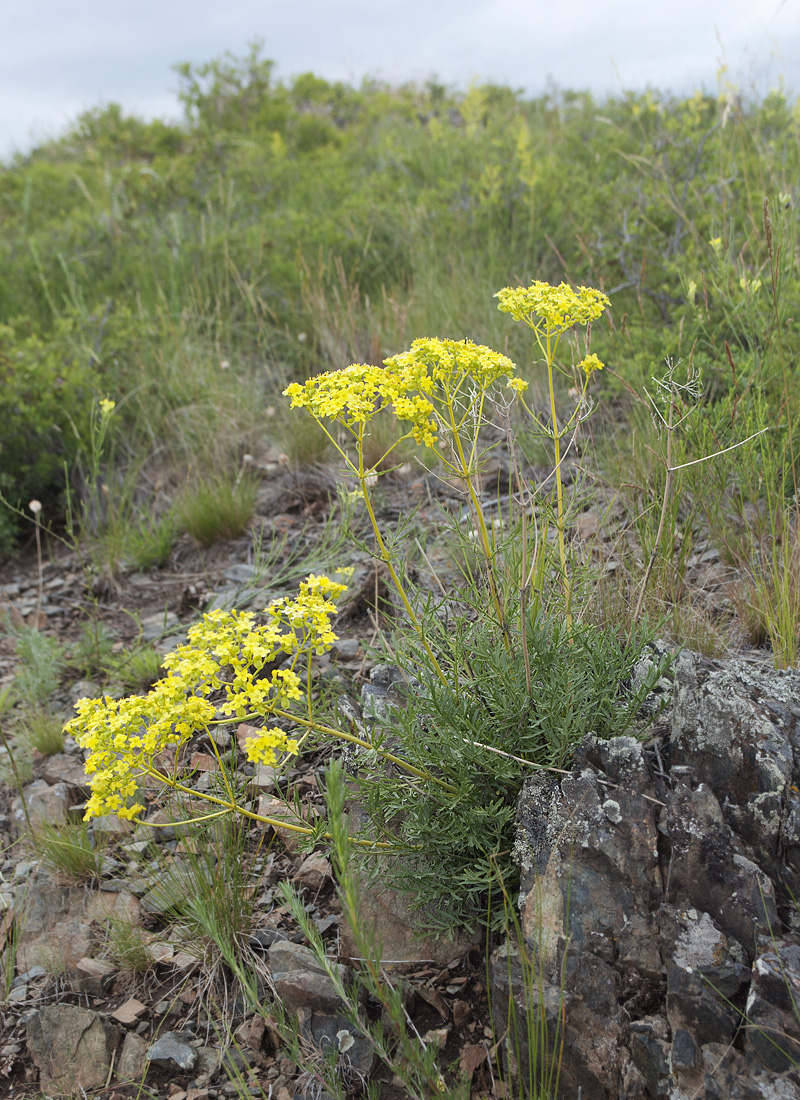 Image of Patrinia intermedia specimen.