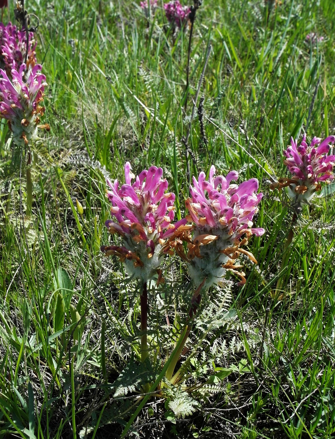 Image of Pedicularis dasystachys specimen.