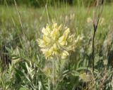 Oxytropis pilosa. Верхушка побега с соцветием. Украина, г. Запорожье, балка Березноватая, степной участок. 04.06.2020.