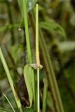 Anthurium coloradense