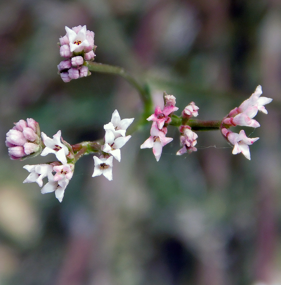 Image of Asperula lipskyana specimen.