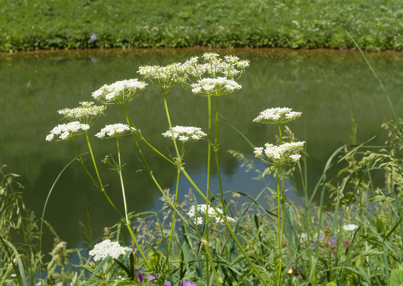 Изображение особи Chaerophyllum aureum.