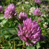 Trifolium pratense