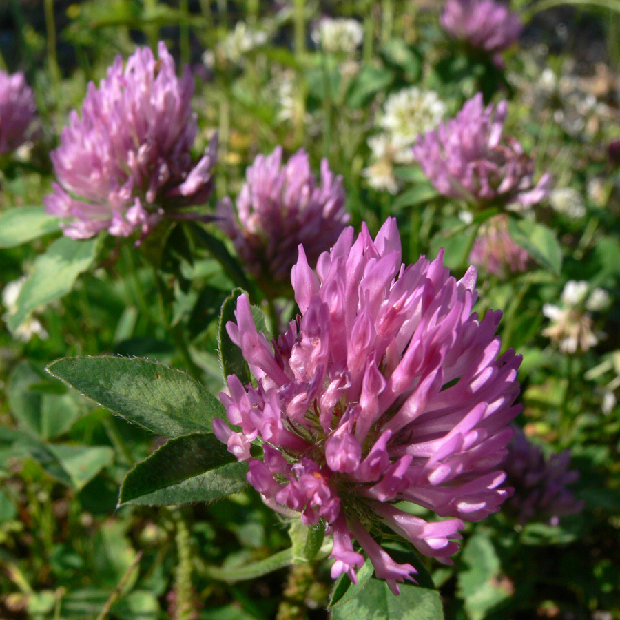 Image of Trifolium pratense specimen.