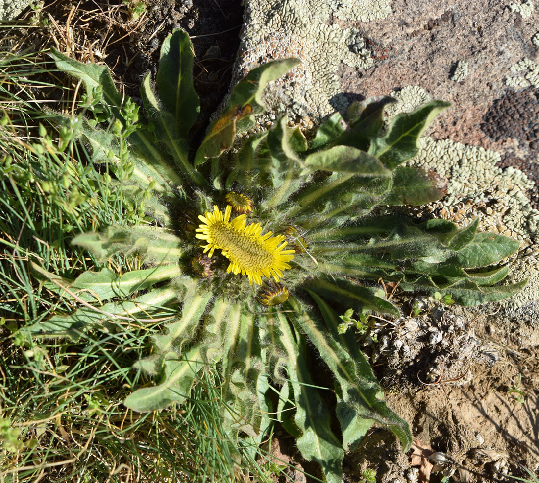 Изображение особи Inula rhizocephala.