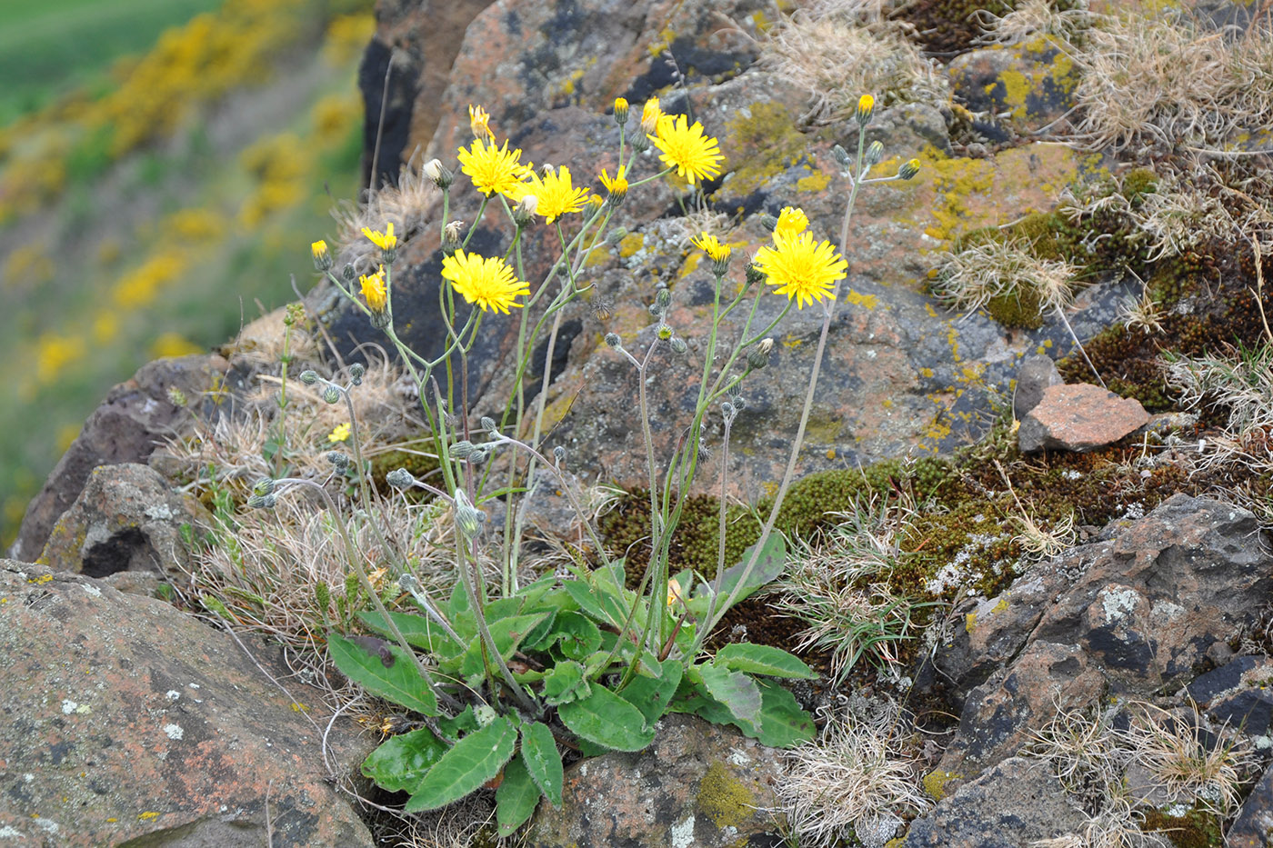 Изображение особи род Hieracium.