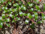 Arctostaphylos uva-ursi. Побеги на ковре из Cladonia rangiferina. Тверская обл., Кимрский р-н, окр. дер. Бурцево, песчаный холм в сосновом бору. 01.08.2020.