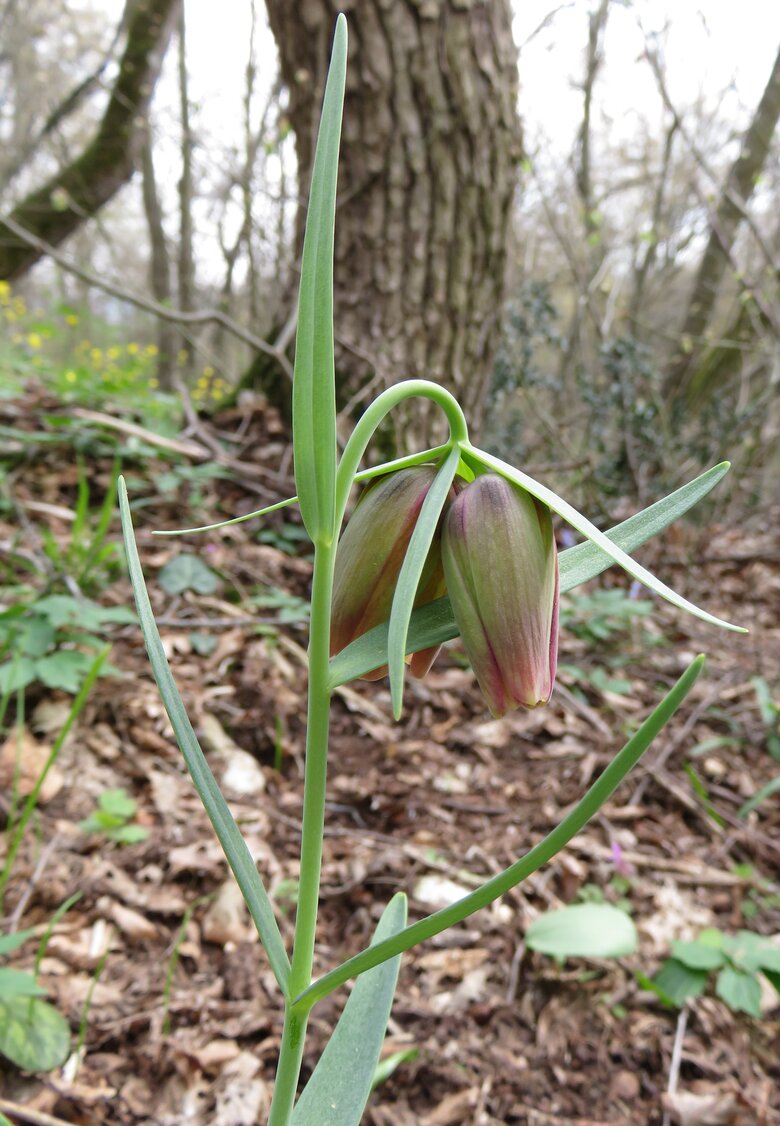 Изображение особи Fritillaria pontica.