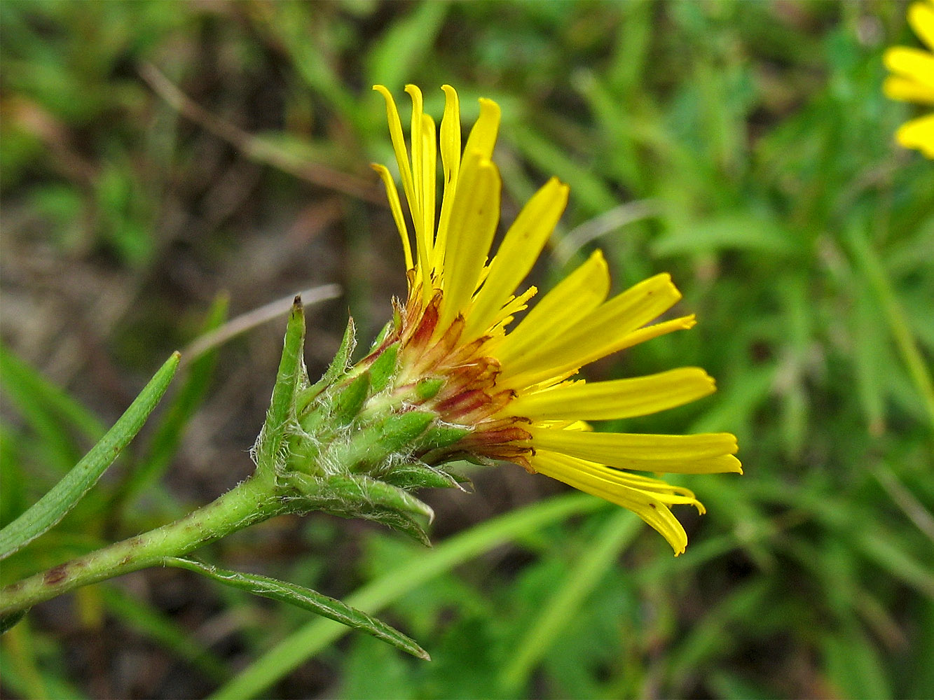 Image of Inula ensifolia specimen.