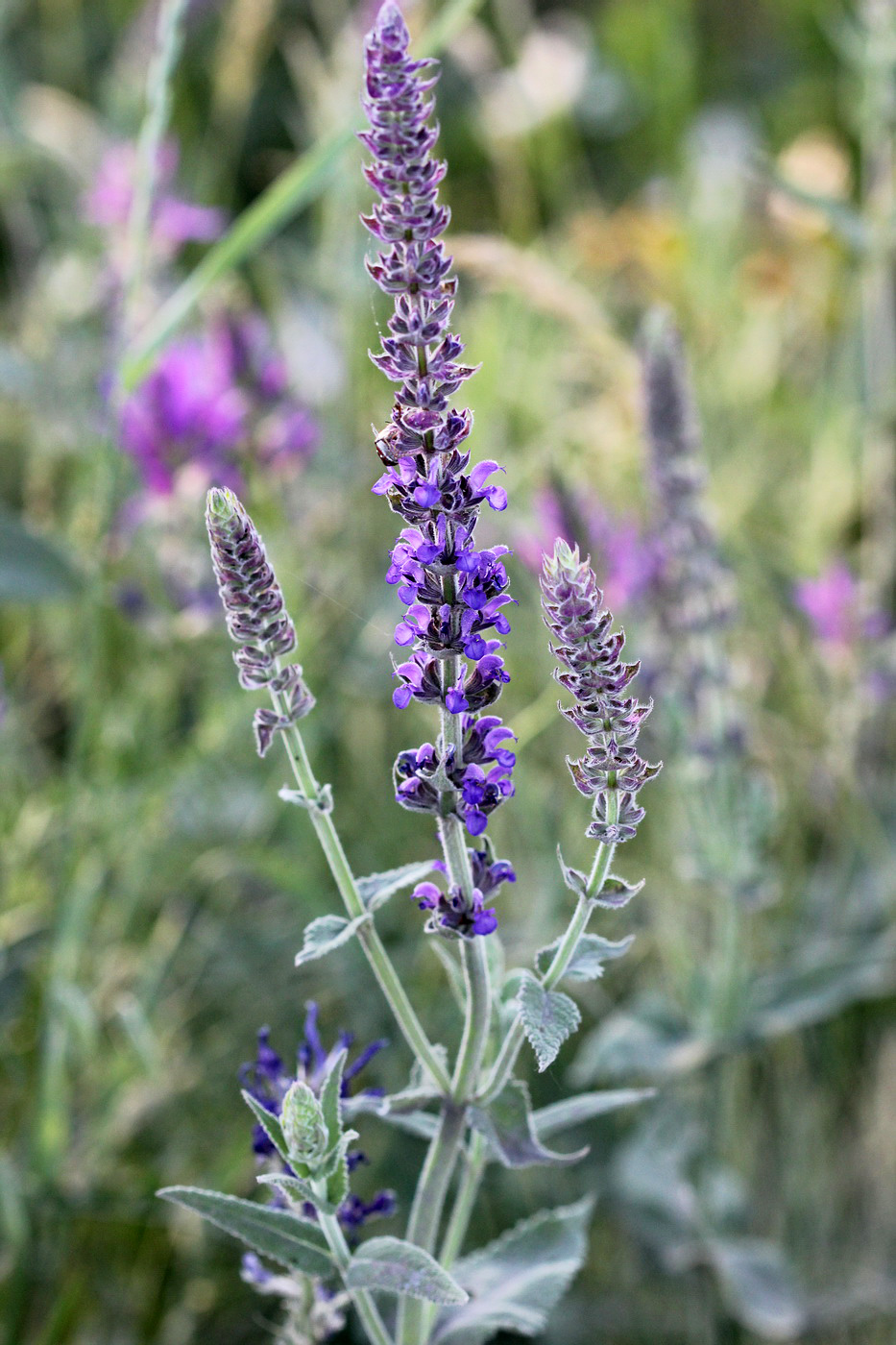 Изображение особи Salvia tesquicola.