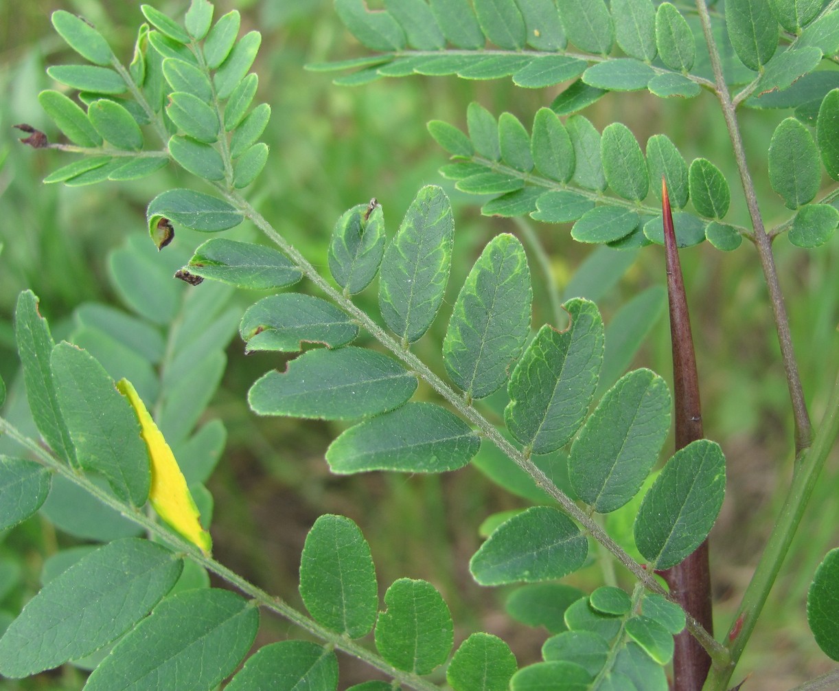 Image of Gleditsia triacanthos specimen.