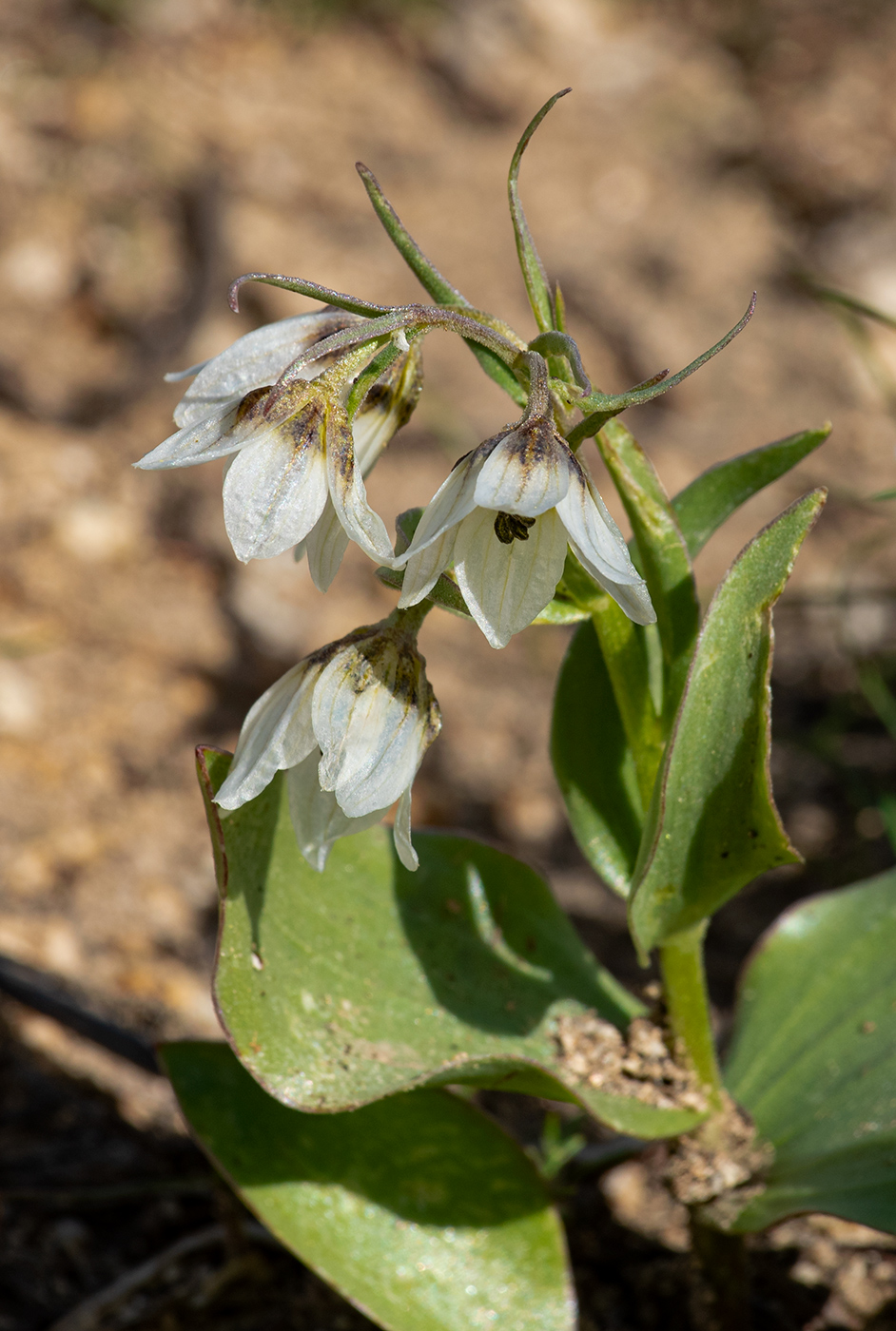 Image of Rhinopetalum bucharicum specimen.