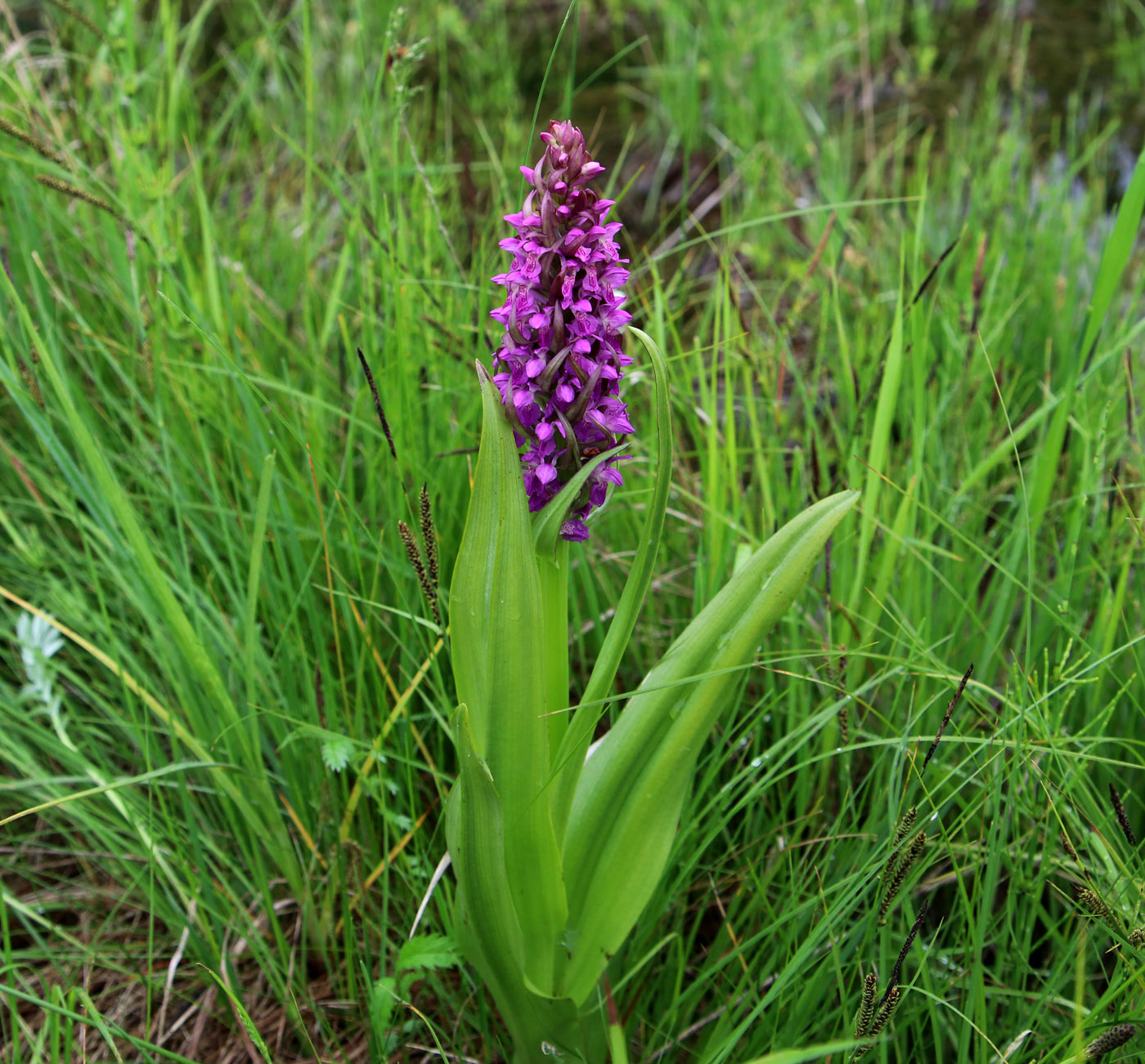 Изображение особи Dactylorhiza incarnata.