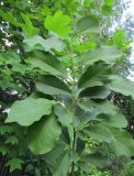 Смотреть изображение Magnolia sprengeri