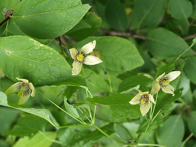 Изображение особи Clematis serratifolia.