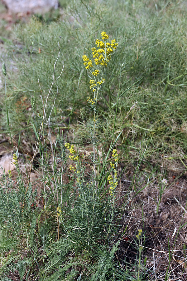 Image of Galium verum specimen.